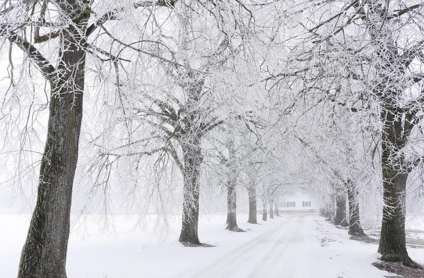 a path with snowy trees